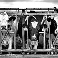 Hungry Dairy Cows in the Texas Panhandle