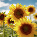 Sunflowers